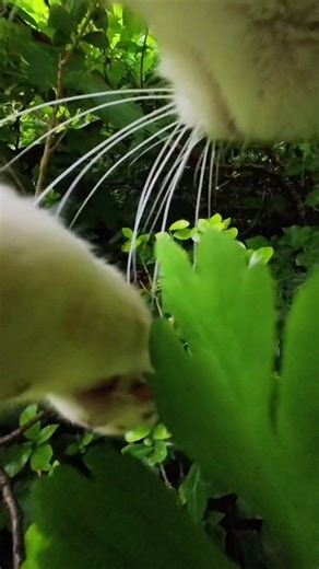 Big adventures as always. Ros right now: 😴 #adventureros #catvlog | Ros Adventure Cat