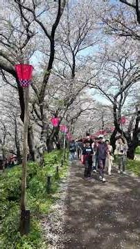 【満開🌸晴天】幸手権現堂桜堤 ショート | 2026年4月4日 #幸手桜 #桜吹雪 #さくらまつり #日本さくら名所100選 #埼玉花見