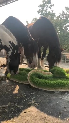 LEARN HOW to grow hydroponic fodder WITHOUT SOIL STEP by STEP for feeding your POULTRY and LIVESTOCK and save money on feeds by 50% by ORDERING for our PDF GUIDE BOOKS and VIDEOS at a SMALL FEE! CLICK the LINK in the comments section below to REACH US ON WhatsApp and you'll also be added in one of the iMaDe FARMs WhatsApp Groups for further assistance! #imadefarms #farmlife #feedingnations #empoweringfarmers #makingadifference #hydroponics #fodder | iMaDe FARMs