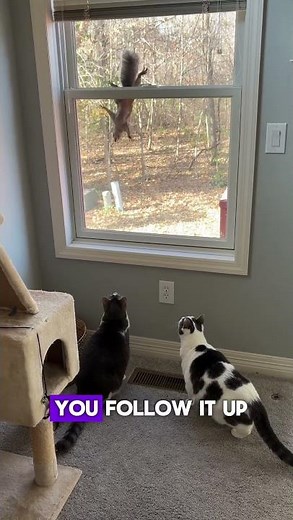 Your Senior Cat Can Still Play (Here's What It Actually Looks Like)