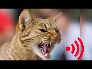 Male Cat Meowing | Real Cat Voice | Loud Male Cat Sound Effect