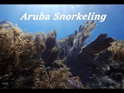 Snorkeling in Aruba - Arashi and Boca Catalina