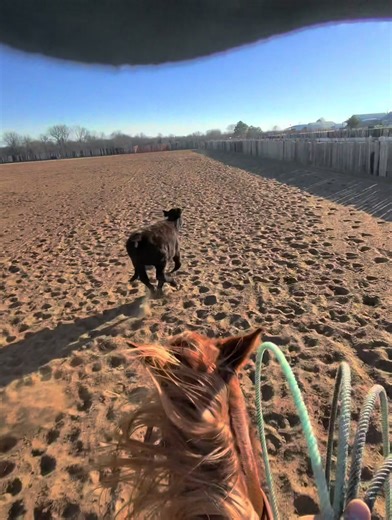 #roping #teamroping #heeling #aqha ##horsetraining | horses