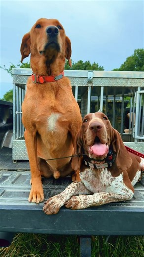 Expert Tips for Upland Hunting with Dogs