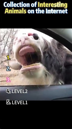 Non‑Stop Comedy Real‑Life Funny Animal Compilation