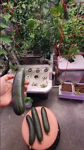 Growing and Harvesting Cucumbers Indoors