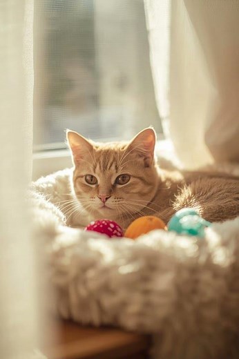 My Heart Still Looks for You, My Angel Cat 🐱❤️