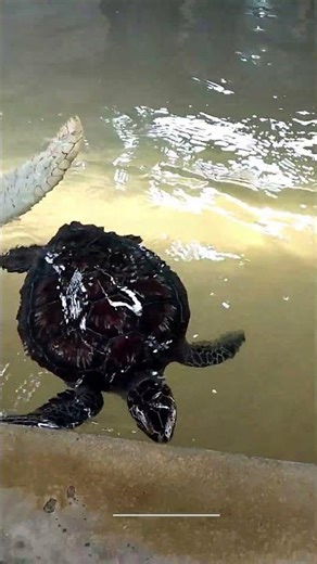 Sea Turtle Farm & Hatchery in sri Lanka. A Day in the Life of turtle farm