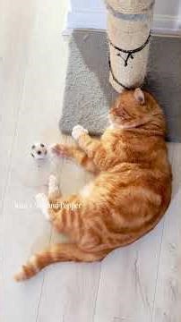 Did you see Simba playing ball 😂 #family #cute #cat ##simba #catlovers #funnyreels