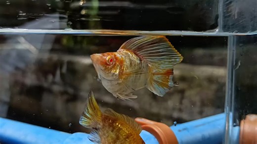 Golden Zebra Supergrade 😍😘 #goldenzebra #balloonmolly #molly