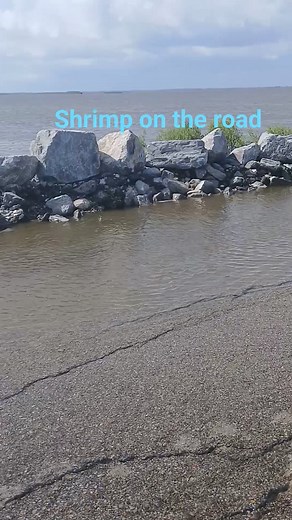 Catching shrimp on the road for high tide in point-aux-chenes Louisiana. #saltwatersabtv #hightide #saltwaterfishing #Louisiana #CastNetFishing #castnetting #shrimp | Lance Billiot