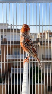 The intricate dark markings combined with the vibrant red mask give this Canary a bold and sophisticated appearance ​#AgateRedMosaic #RedMosaicCanary #Canary #Birds #Nature #Wildlife #BirdPhotography #BirdWatching #BackyardBirds | Ranger Canary