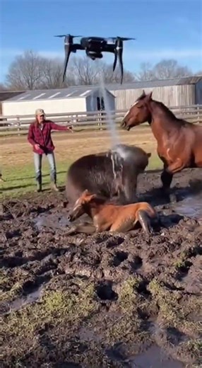 Bear Surprise Wet and Wild Escape from Farm Drone