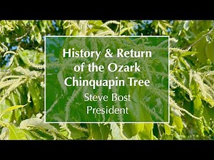OCF 2025 Public Meeting 3-History of the Ozark Chinquapin Tree and its Return