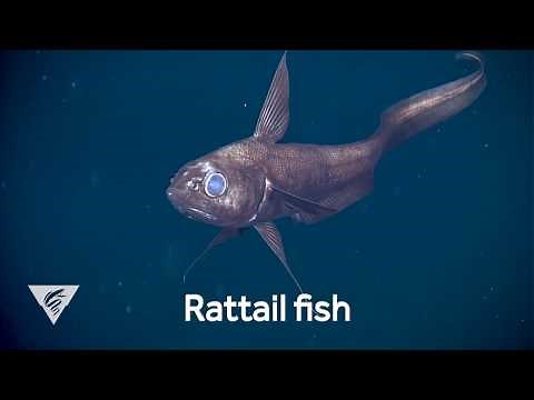 Weird and Wonderful: The curious deep-sea rattail fish