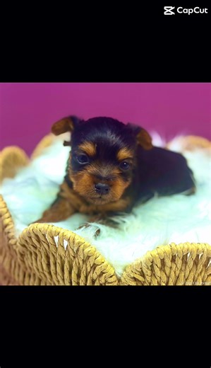 Introducing Koko, a sweet and gentle female puppy born on 1.19.26. She is one of three adorable pups and will be ready to go to her forever home in March. Koko is a lively and affectionate little dog who loves to play and cuddle. She is full of energy and will make the perfect companion for any family. With her beautiful coat and lovable personality, Koko is sure to steal your heart the moment you meet her. Don’t miss the opportunity to bring this precious pup into your home and give her the lov