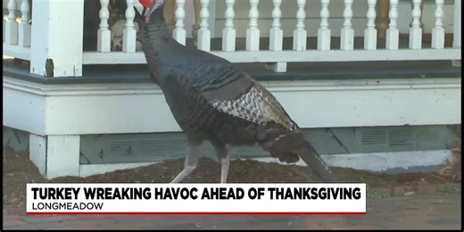 Wayward pet turkey causes concern in Longmeadow