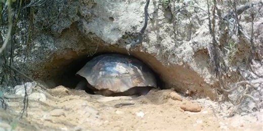 14K views · 235 reactions | Hard at work providing habitat support for hundreds of other species! No wonder the GOPHER TORTOISE gets its own day!  IT'S GOPHER TORTOISE DAY!!  A day to celebrate and recognize this unique keystone species and its Alabama habitats. Click here to learn more about the GOPHER TORTOISE: https://www.outdooralabama.com/turtles/gopher-tortoise | Alabama Wildlife and Freshwater Fisheries Division | Facebook