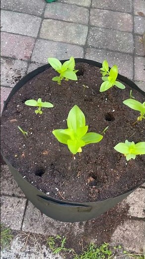 Zinnia/dwarf cosmos/butterfly weed op-potting pt.2 ‪@MyGardenDonkey‬