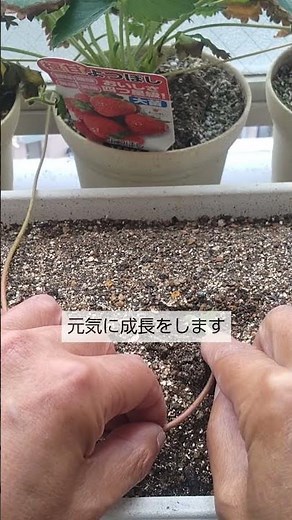 6/30【イチゴ】子株の植付け 子株はこうして植付けをすれば 根が着いて元気に成長をします