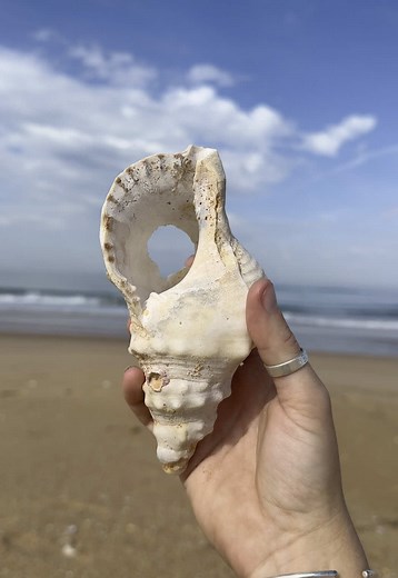 Discover Unique Shells on This Beautiful Beach