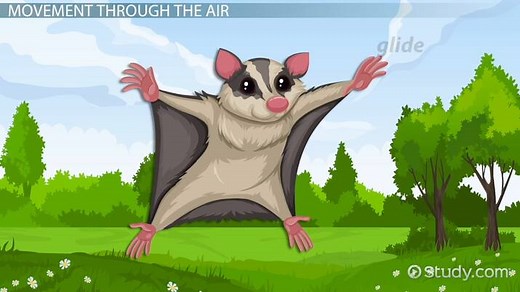 Locomotion in Animals | Definition, Types & Importance