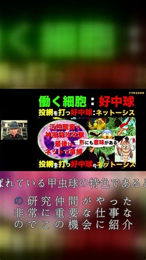 【はたらく細胞】抗体を作るBリンパ球とT細胞の連携