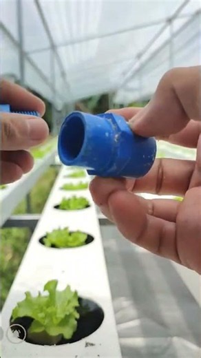 Hydroponics NFT and DFT System #hydroponics