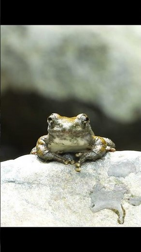 【野生動物の仕草や行動】カジカガエルが鳴く姿