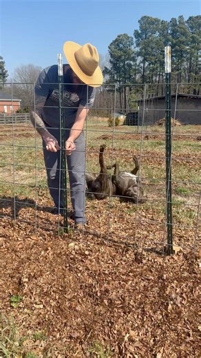 Installing a cattle panel trellis #garden #homestead #dogtraining