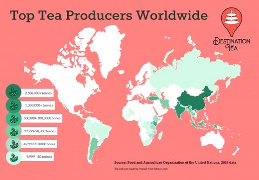 Where Is Tea From? - Destination Tea