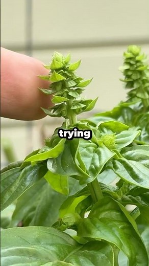 Why Is Your Basil Growing Flowers and What Should You Do About It? #shorts