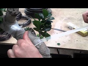 COMO HACER UN INJERTO EN UN FICUS