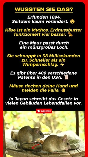 7 Fakten über Mausefallen, die du nicht kanntest 🐭⚡