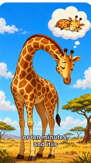 Giraffes sleep less than 2 hours a day and almost never lie down