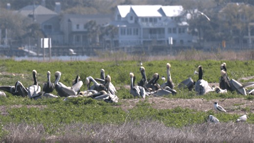 SCDNR prepares for coastal bird breeding season, closes managed islands to public