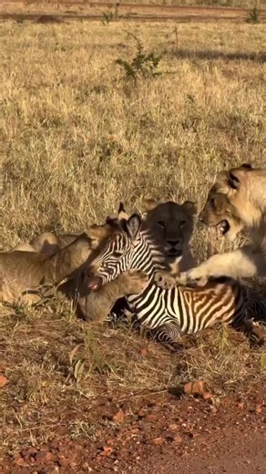 Sorry for this video but it's nature Don't forget to book safari Tanzania with us. This January #TanzaniaAdventures #safari #wildbeestmigration #TravelWithUs | discover_local_experience_tour