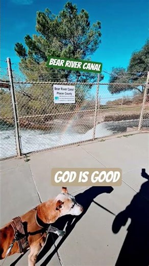 God is Good 🪽🌈 #bear #river #california #norcal #flow #peace #respect #harmony #dogshorts #doglife