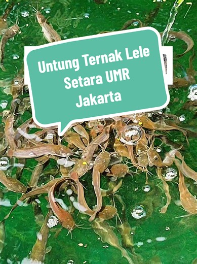 Ternak Lele Bisa Jadi Penghasilan Utama? Cara Mulai & Perhitungan Untung