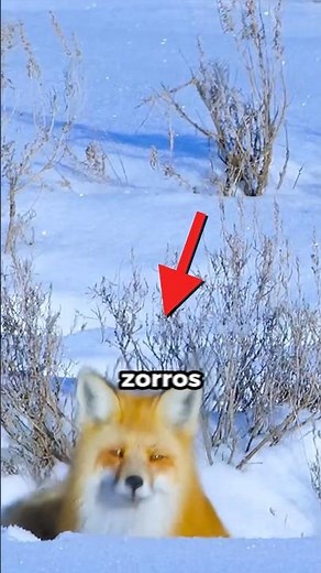 ¿Por qué los ZORROS esconden la CABEZA en la NIEVE? 🦊❄️