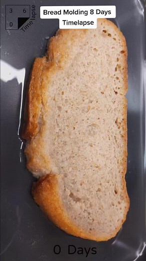 Bread Molding Time Lapse: 8 Days Mold Growth