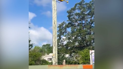 Ed the Zebra airlifted after week-Long wild escape