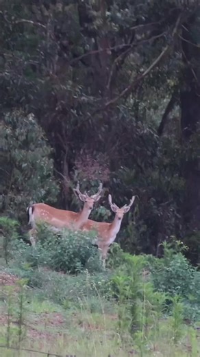 Encountering Deer While Hunting: A Unique Experience