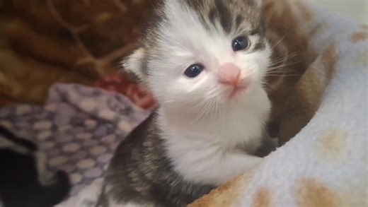 17K views · 75 reactions | We need your help! With so many kittens...