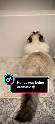 Dramatic Ragdoll Cat Demands Attention During Bath Time