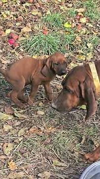 Adorable 7 week REDBONE COONHOUND PUPPIES with momma Fergie