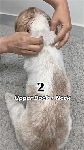 3 Massage Spots Every Dog Loves | Relaxing Massage Tips for Dogs #DogMassage #Shihtzu #DogCare #yt