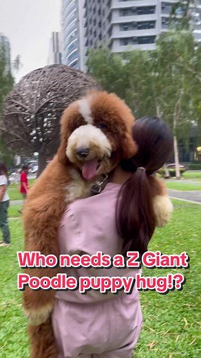 Everyone needs a Z Giant Poodle puppy to hug! 🥰✨🤍🤗 #zgiantpoodles #puppylove #hug #dog