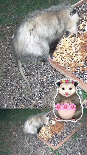 Opossum Mom: pouch full of babies
