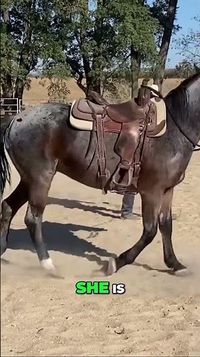 Pay Attention to Your Horse's Breathing for Signs of Comfort & Anxiety